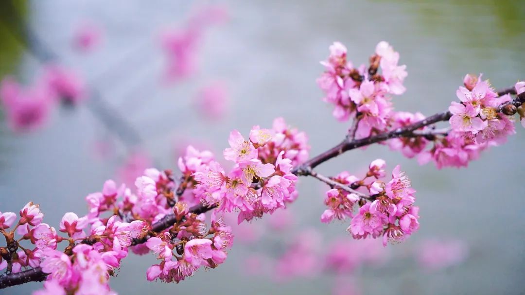 轉(zhuǎn)存圖片